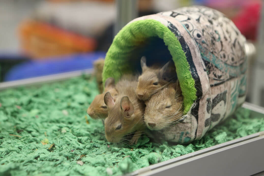 Cozy Nest: Finding the Perfect Bedding for Your Beloved Degu