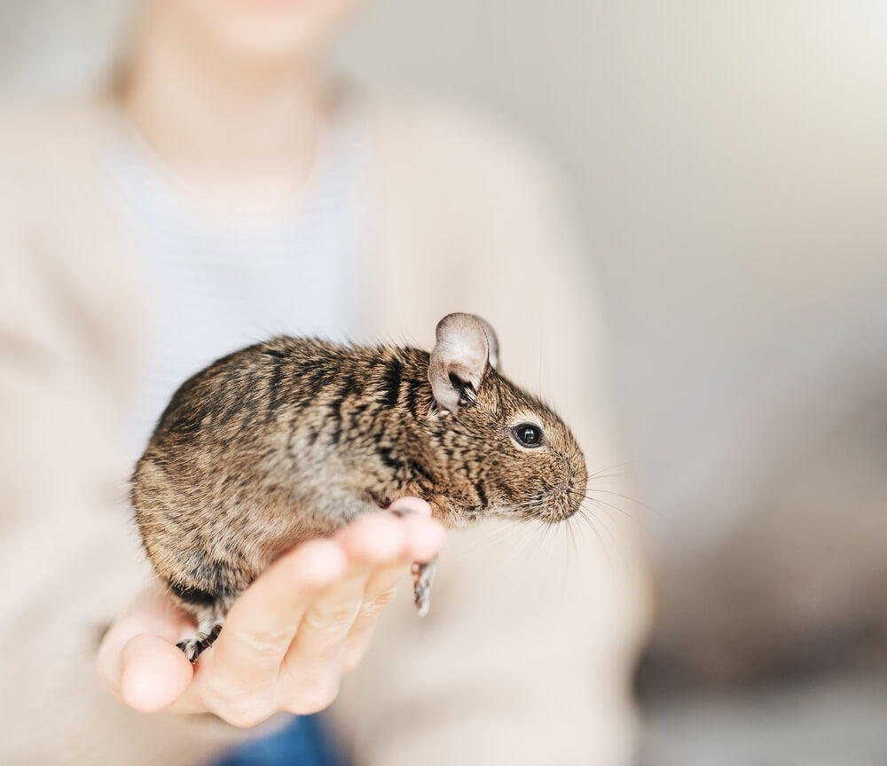 Discover the Fascinating World of Degu Teeth: A Guide for Parents
