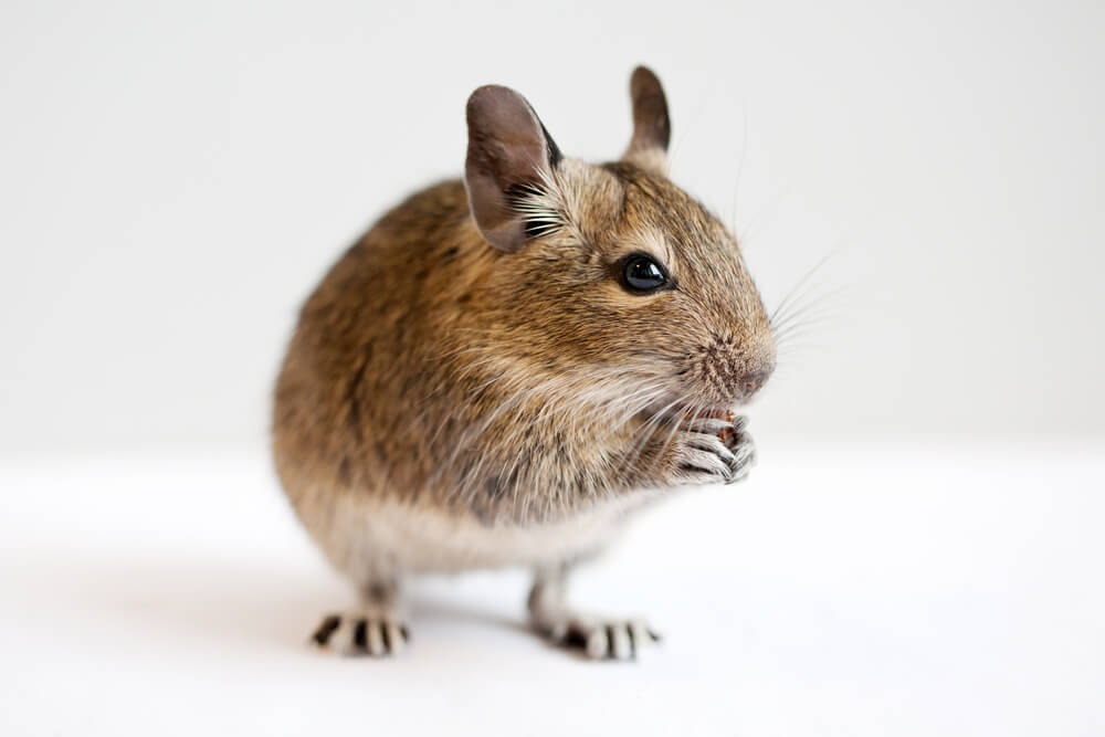 Delicious Delights for Your Furry Friend: Exploring the World of Degu Treats