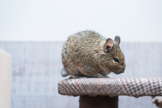 how much does a degu cost
